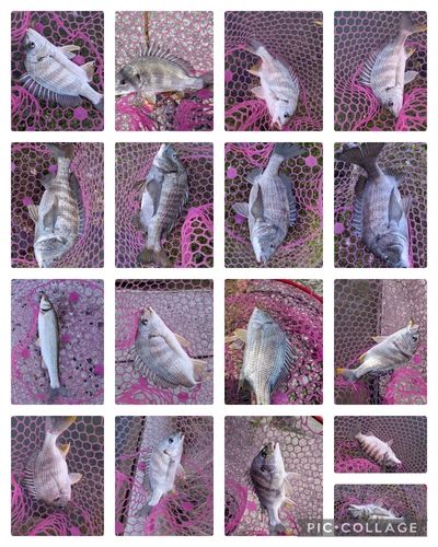 クロダイの釣果