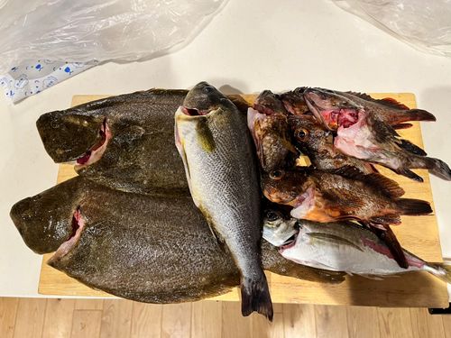 ヒラメの釣果