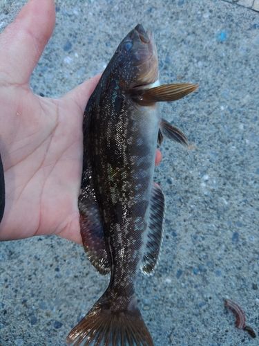 アイナメの釣果