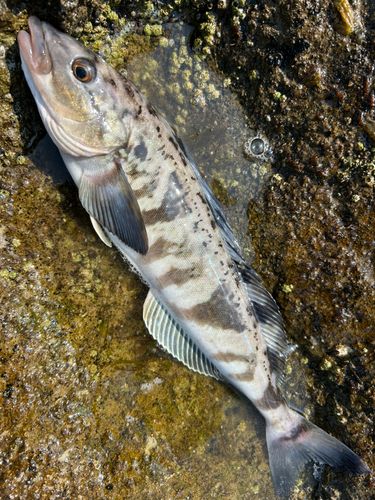ホッケの釣果