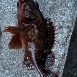 カサゴ