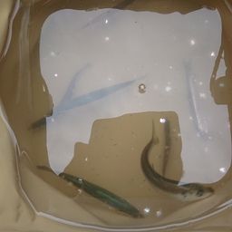 カタクチイワシ
