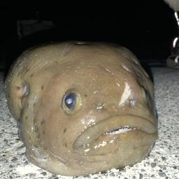 ホテイウオ