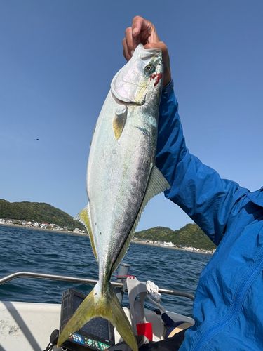 イナダの釣果