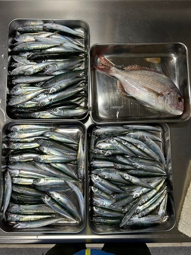 タイの釣果