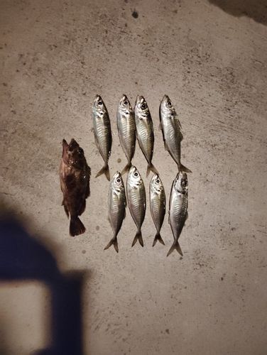 アジの釣果