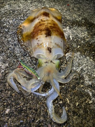 アオリイカの釣果