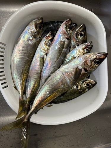 アジの釣果