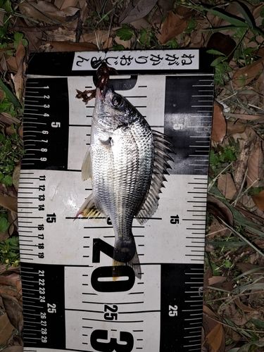 キビレの釣果