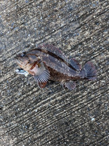 ムラソイの釣果