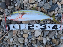 ハマチの釣果