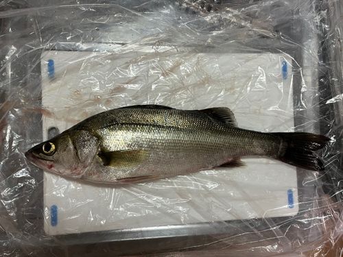 フッコ（マルスズキ）の釣果