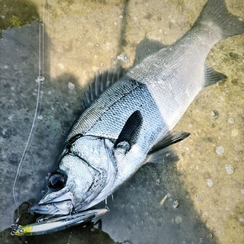 ヒラスズキの釣果