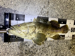 チャイロマルハタの釣果