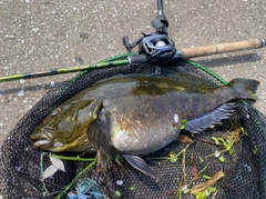 アイナメの釣果