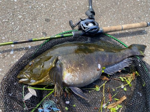 アイナメの釣果