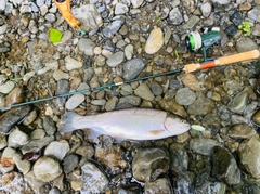ニジマスの釣果