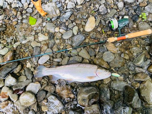 ニジマスの釣果