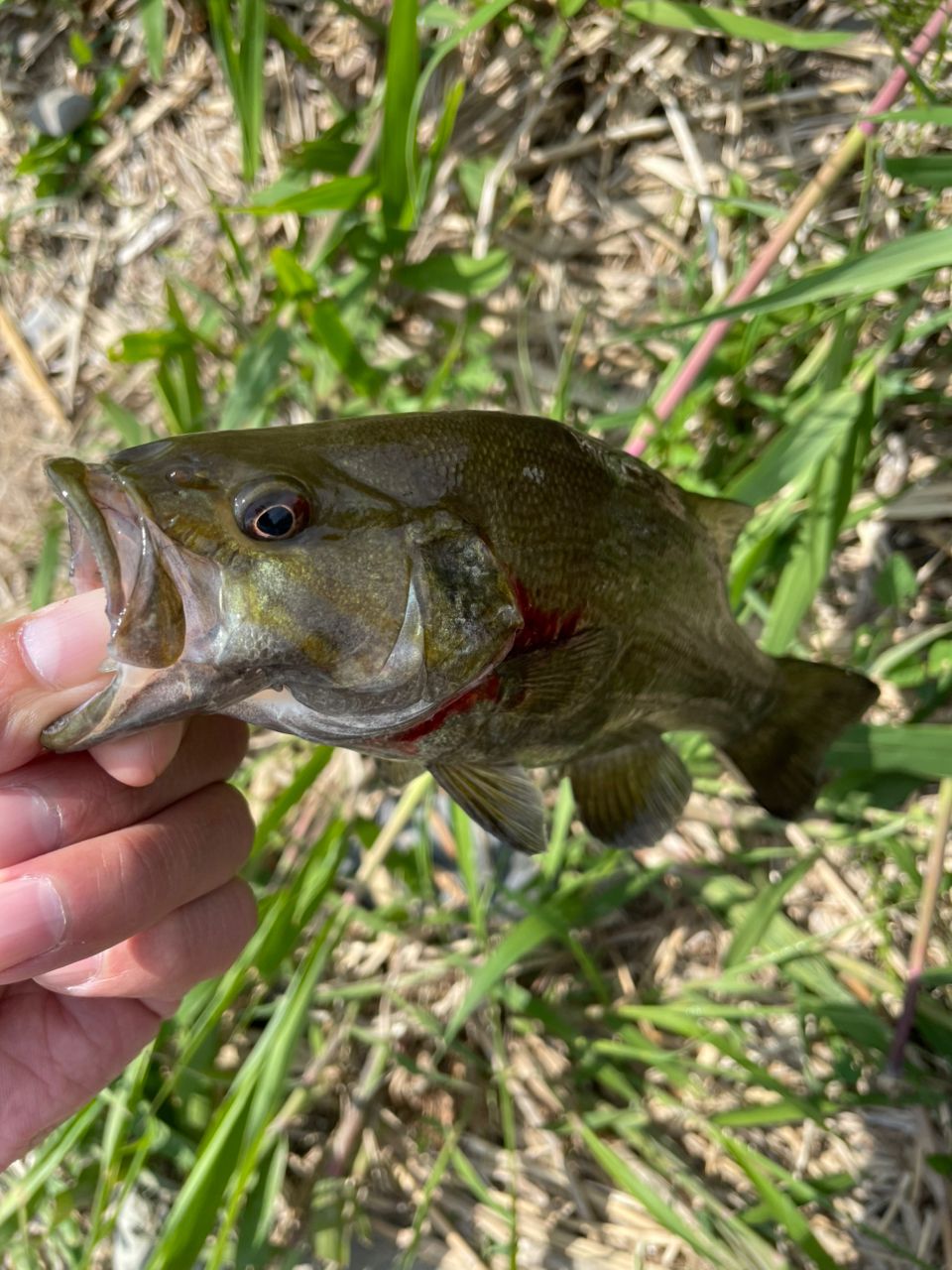 スモールマウスバス