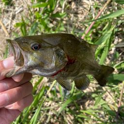 スモールマウスバス