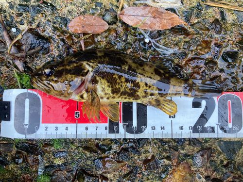 タケノコメバルの釣果