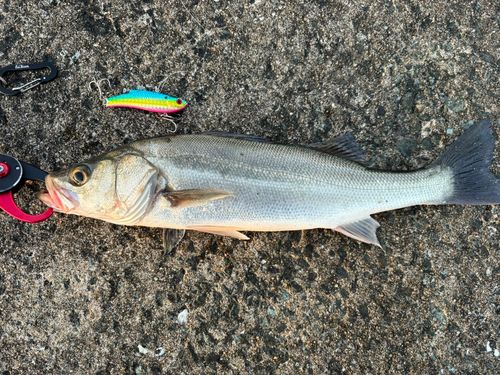 セイゴ（マルスズキ）の釣果
