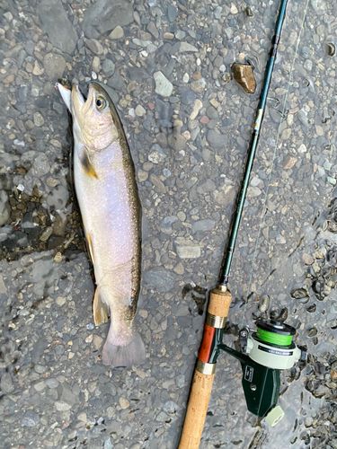 イワナの釣果