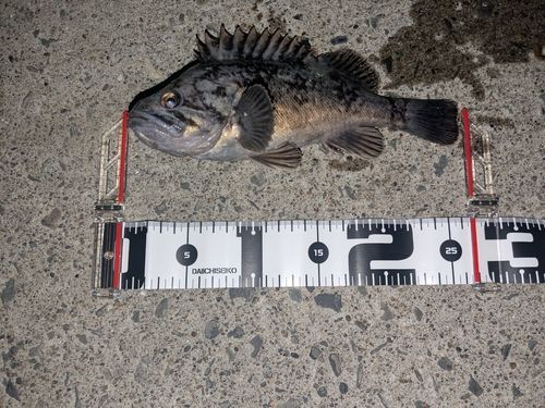 クロソイの釣果