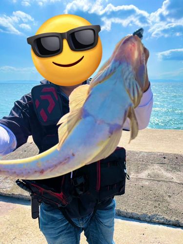 マゴチの釣果