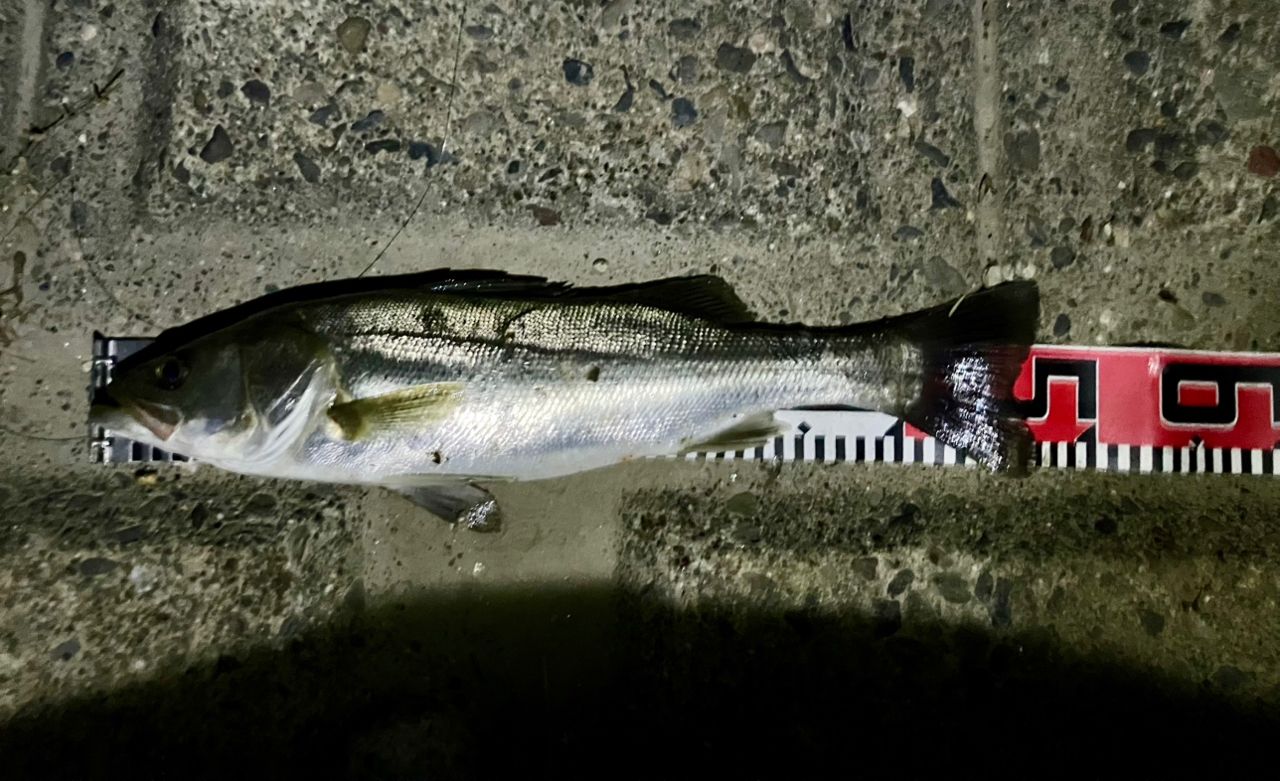 フッコ（タイリクスズキ）