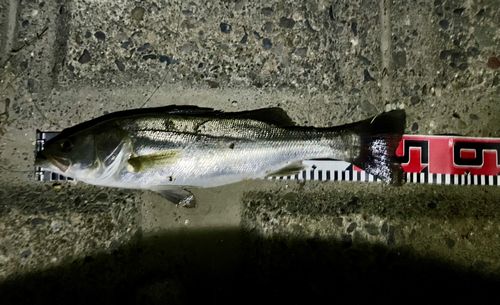 フッコ（タイリクスズキ）の釣果