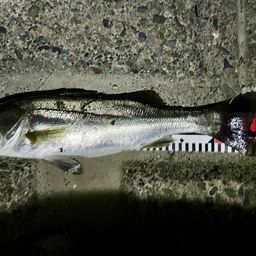 フッコ（タイリクスズキ）