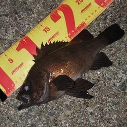 メバル