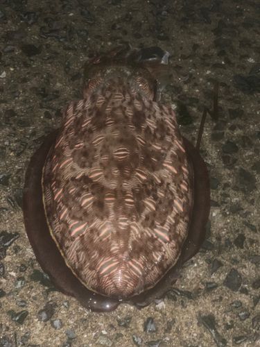 モンゴウイカの釣果