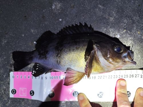 メバルの釣果
