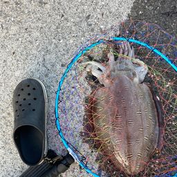 モンゴウイカ