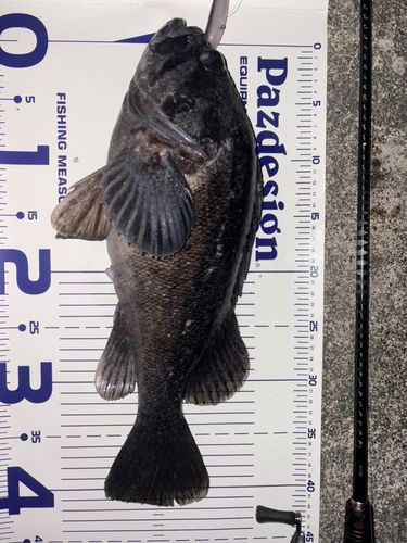 クロソイの釣果