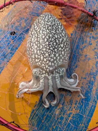 シリヤケイカの釣果