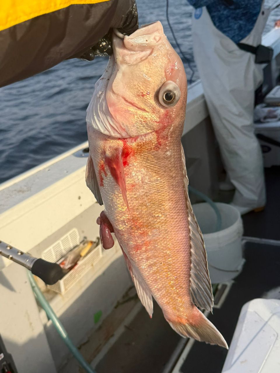 シロアマダイ