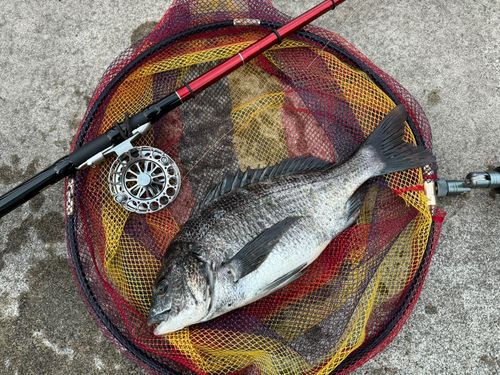 クロダイの釣果
