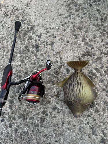 カワハギの釣果