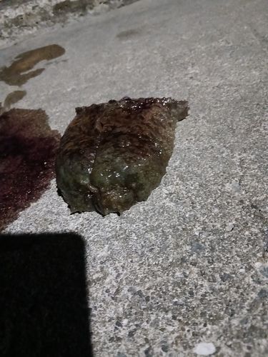 ナマコの釣果