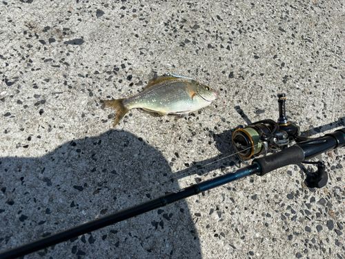 ウミタナゴの釣果