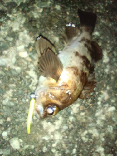 釣果