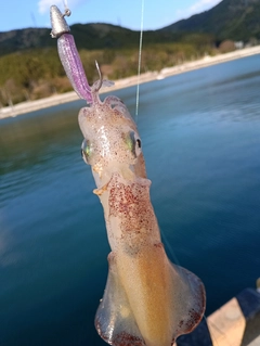 ヤリイカの釣果