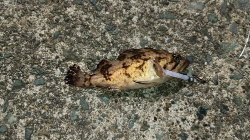 クロソイの釣果