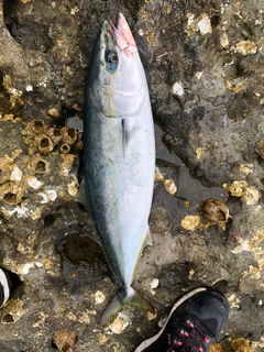 ガンドの釣果