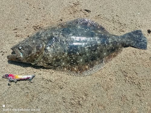 ヒラメの釣果