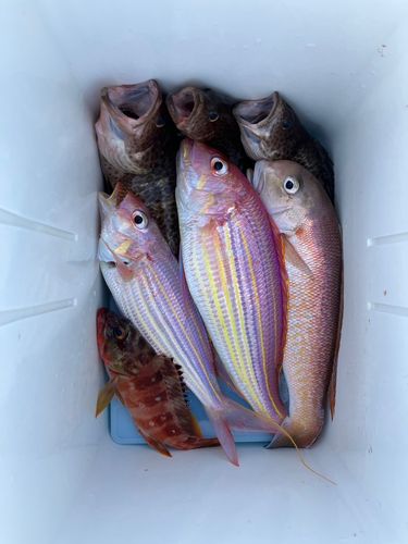 イトヨリダイの釣果