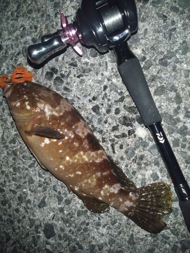 アコウの釣果